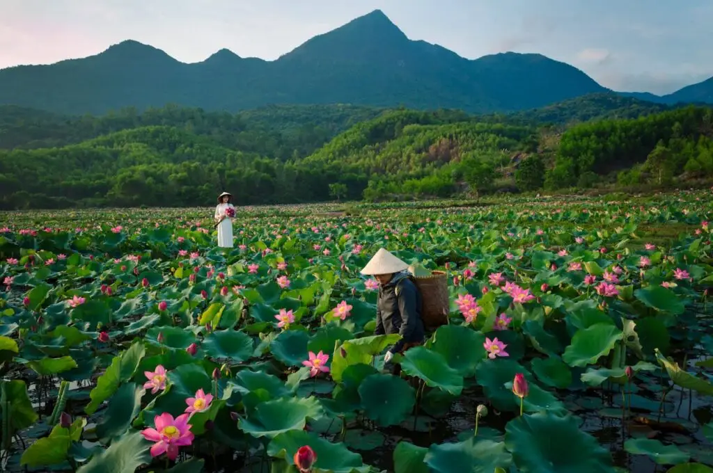 pexels-photo-29449504 Beautiful lotus field with workers in Hội An, Vietnam, and scenic mountains in view.